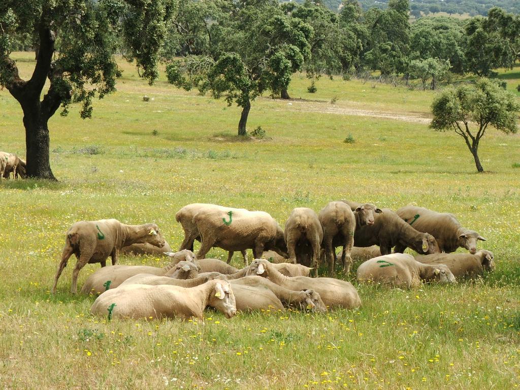 Casa Rural Dehesa De Solana Herrera de Alcantara ภายนอก รูปภาพ